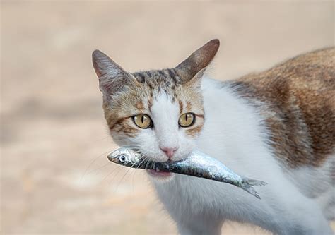 自治会と町内会の違い：猫が魚を食べる理由